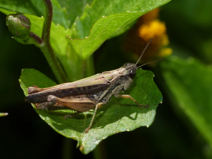 a small brown bug standing on top of a green leaf