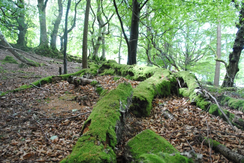 a very old moss covered tree nch in the woods