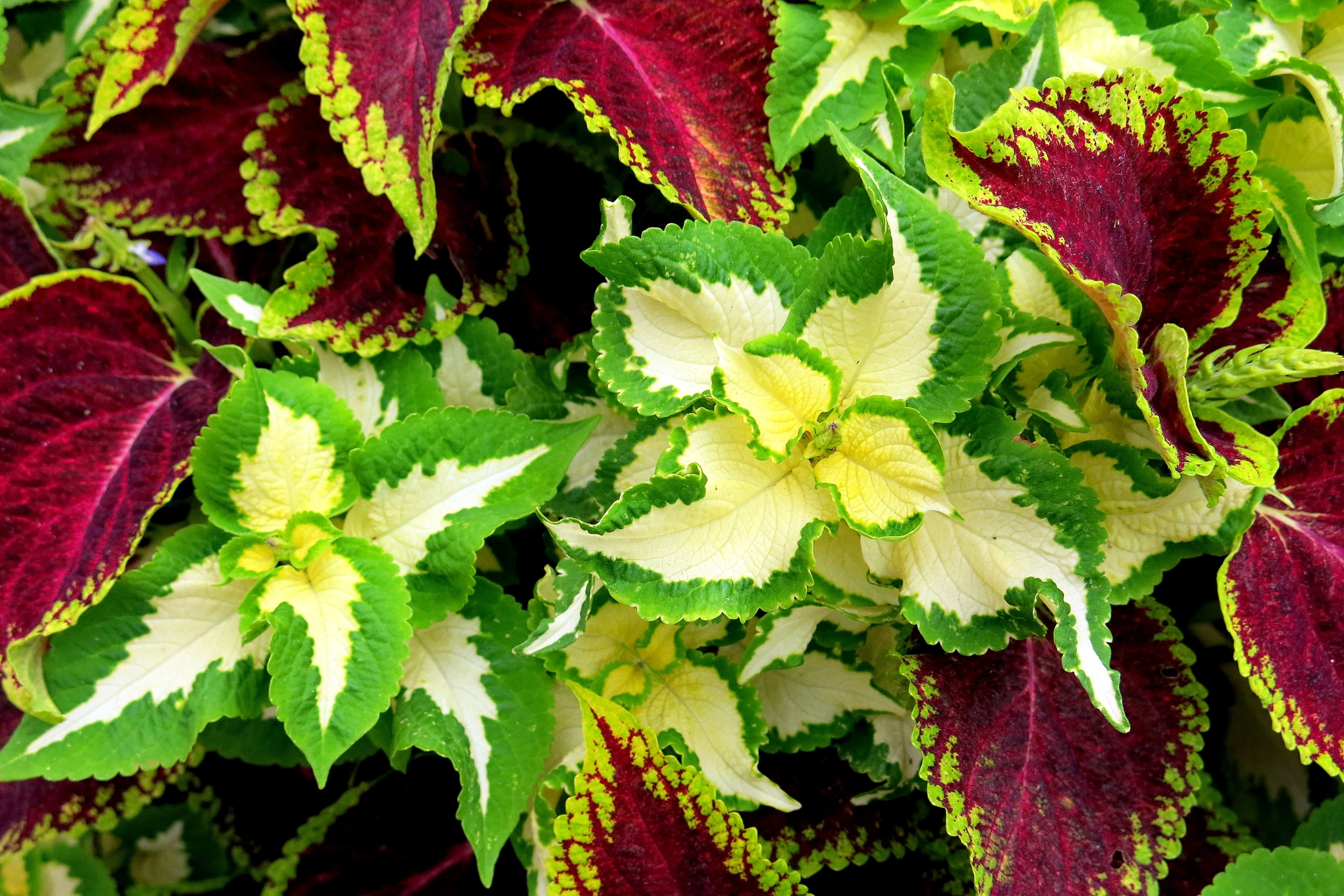 beautiful color blocking flowers in the garden