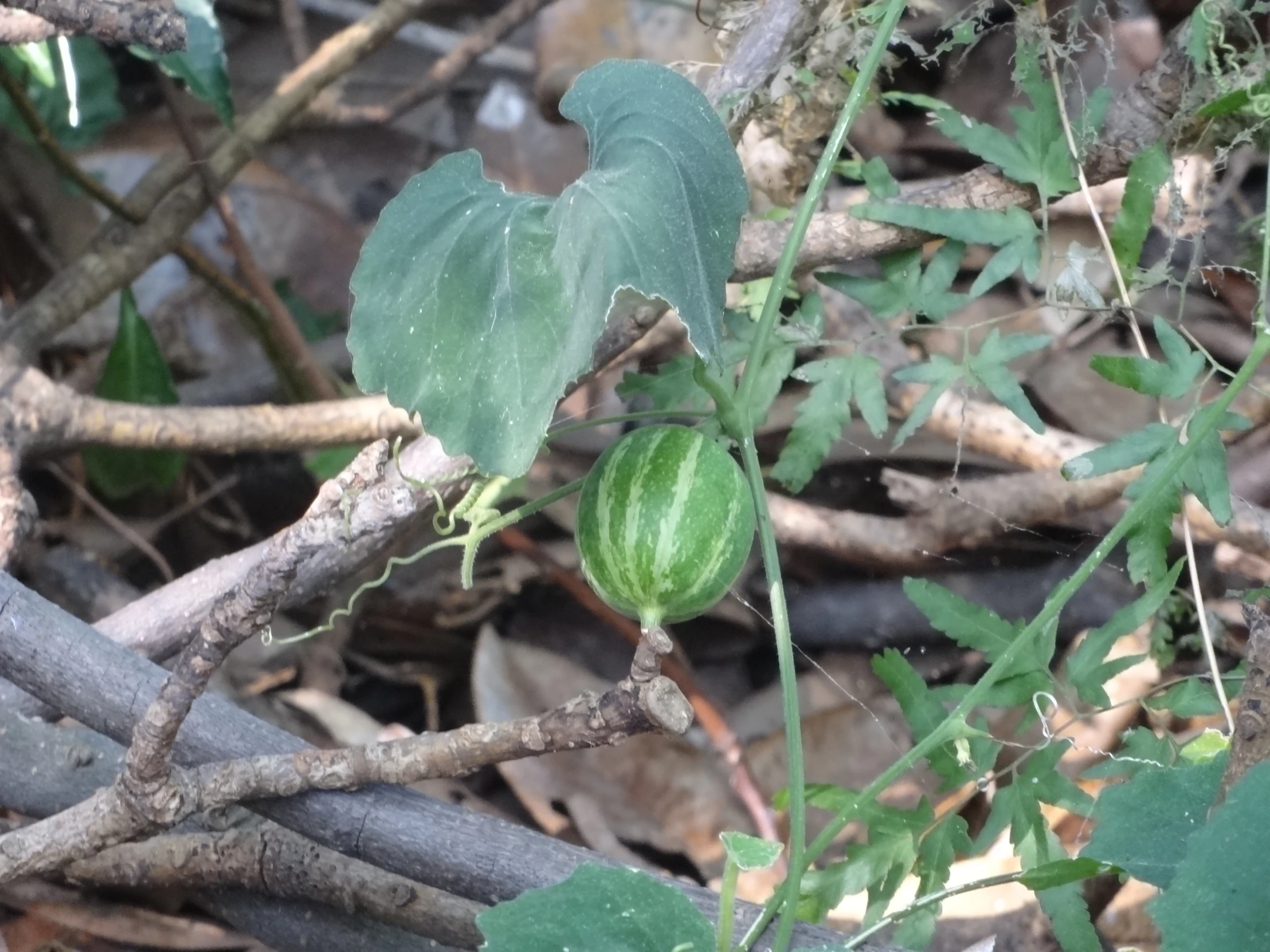 a large leafy plant that is green with leaves and twigs