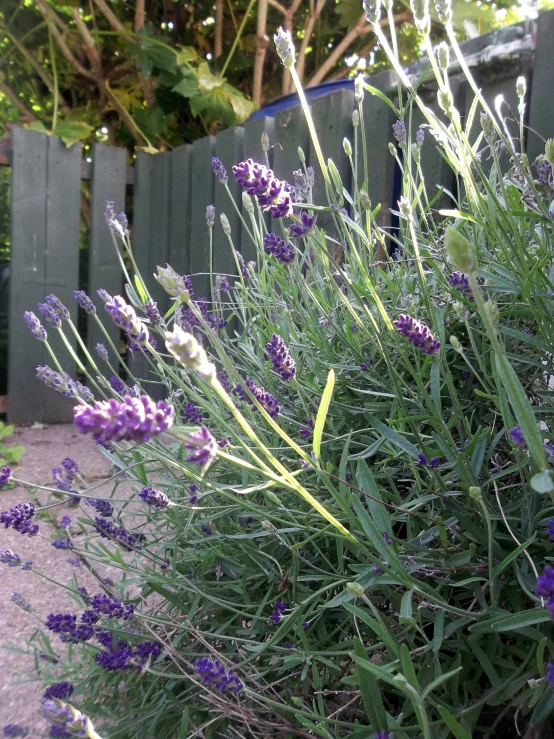 purple plants and lavender flowers grow in front of a fence