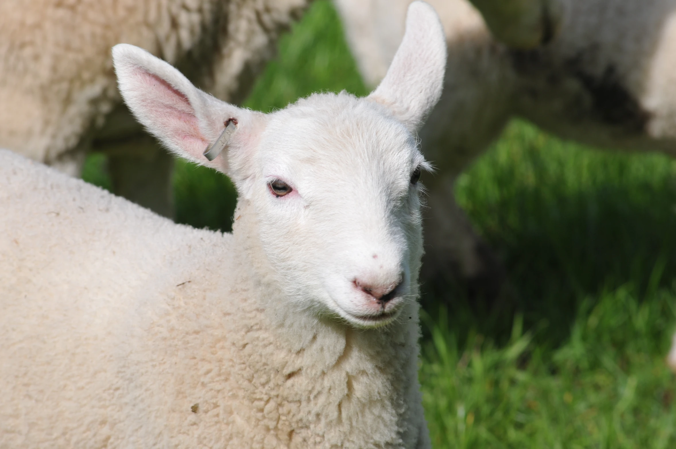 a baby sheep staring intently at the camera