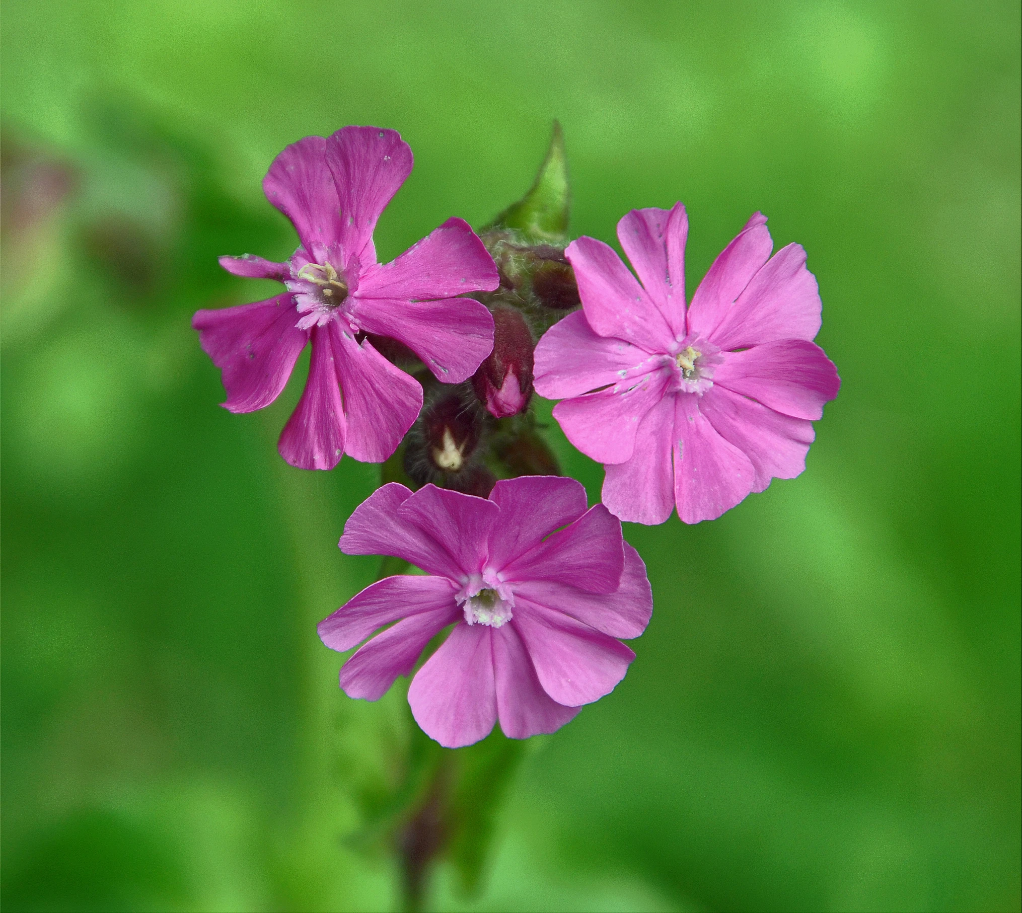 a small pink flower in the middle of a grassy field