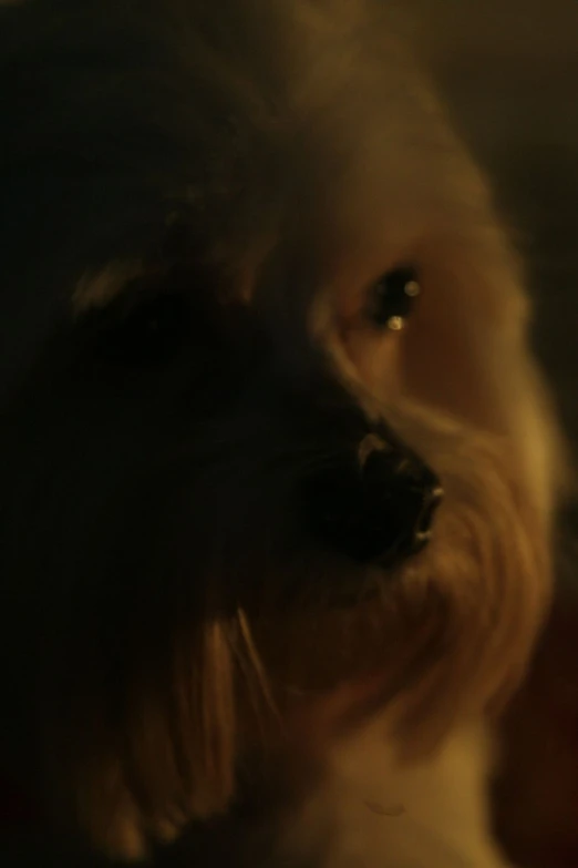 this is a blurry picture of a dog's face