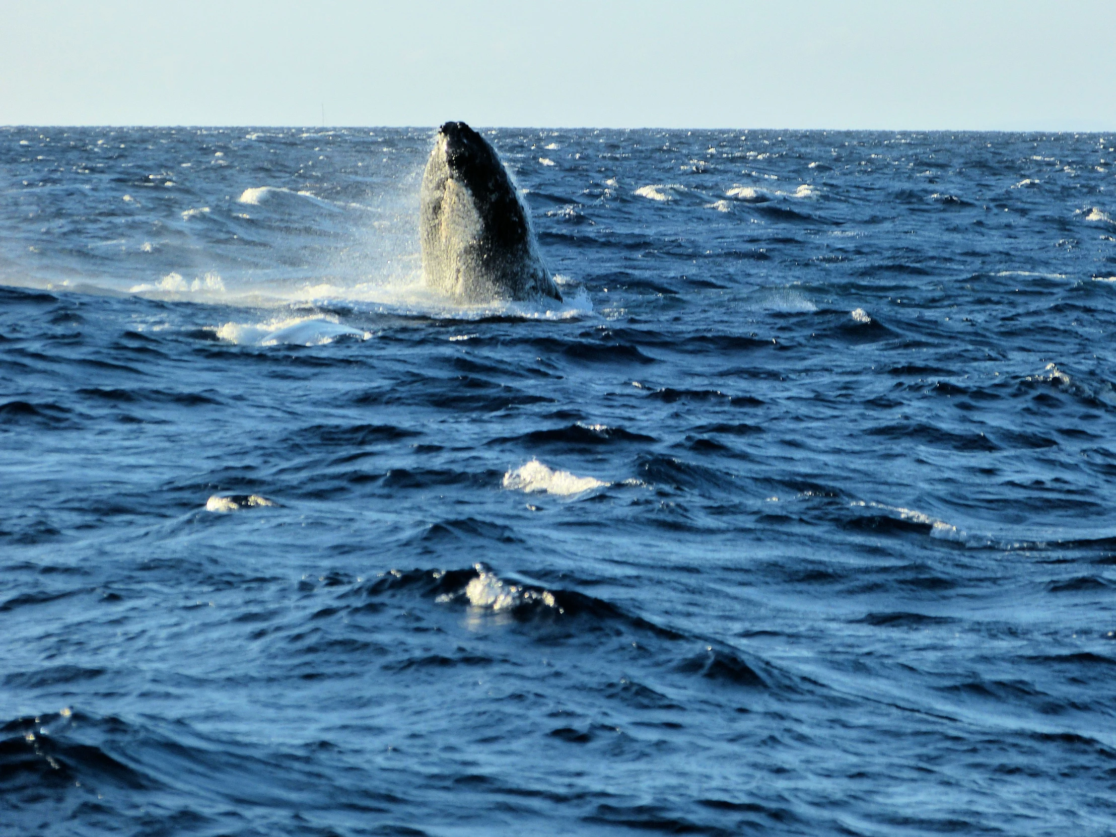 a whale leaps out of the water during an ocean breeze