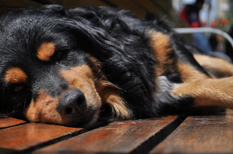 a brown and black dog is laying on the floor