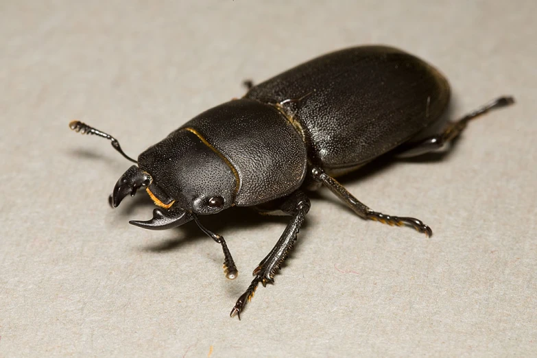 an insect on a white surface with gold stripes