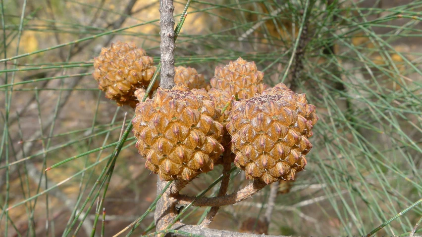 cones on tree in early fall with leaves on the ground