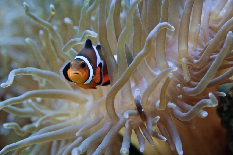 an clownfish looking around in the coral