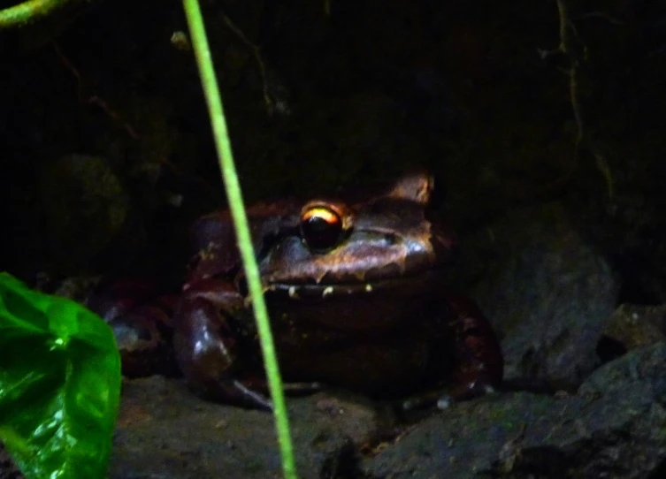 a frog sits on the ground by the plant