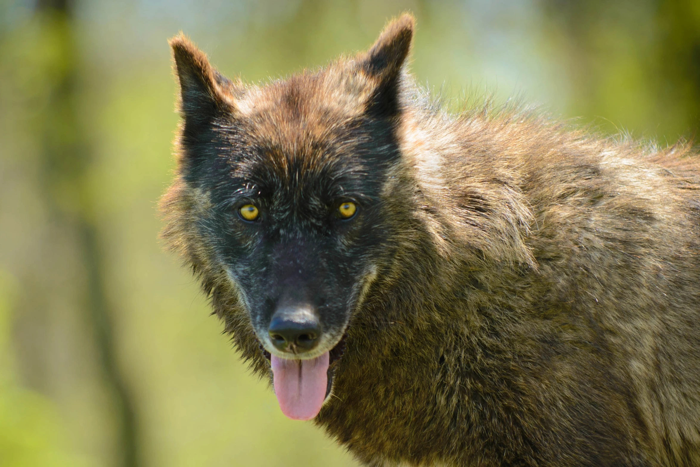 a brown animal with his tongue out