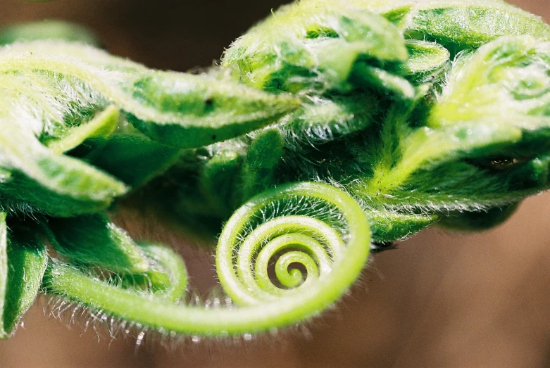 the small spiral in the stem is all green