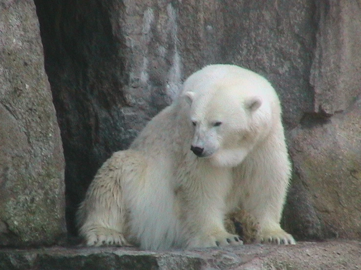 a polar bear sits on rocks near water