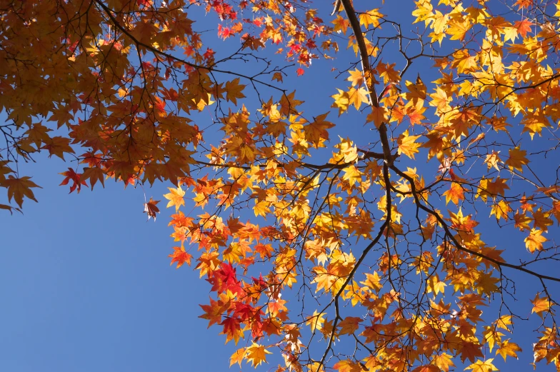 a view looking up through the nches of a maple tree