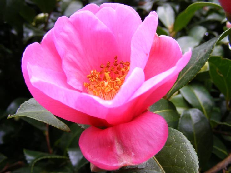 a close up of a pink flower on a tree