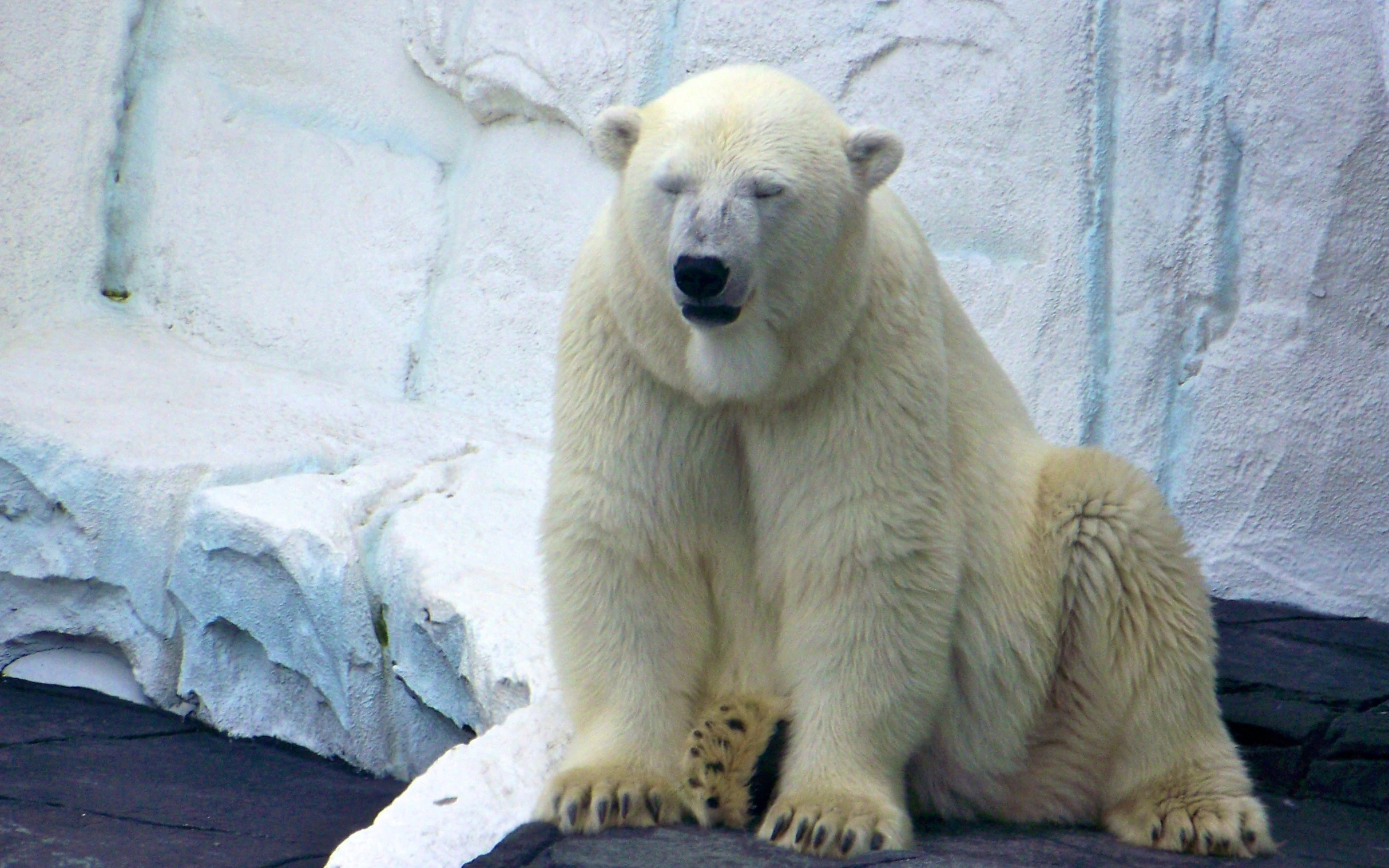 there is a polar bear that is sitting on a rock