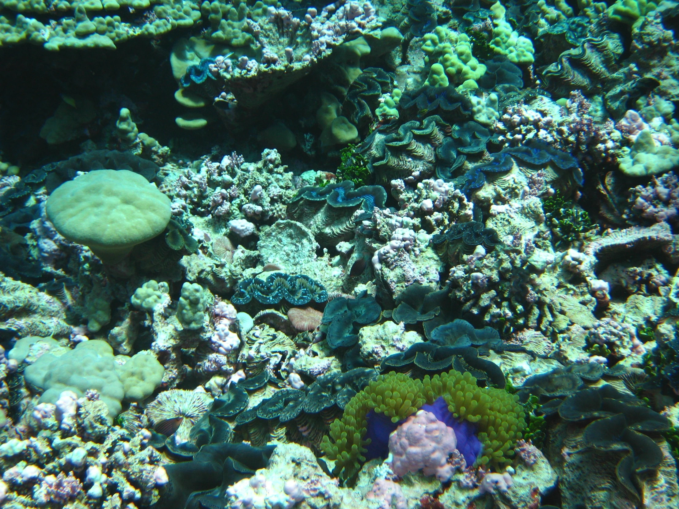 a large amount of corals and algae with different colores