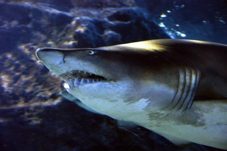 a large shark swimming under water with it's mouth open