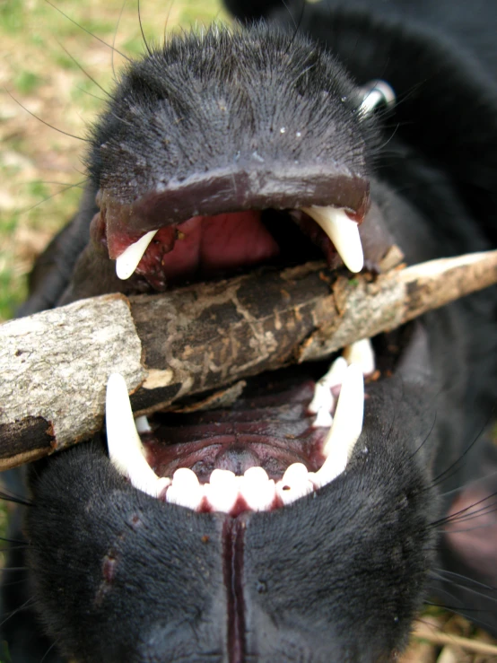 black dog has it's mouth open and has a large stick in it's mouth