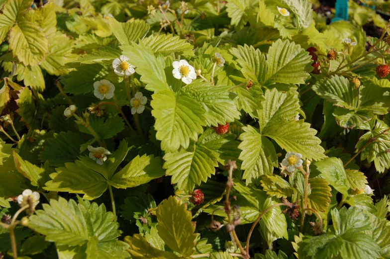 several strawberry plants with little white flowers in the ground