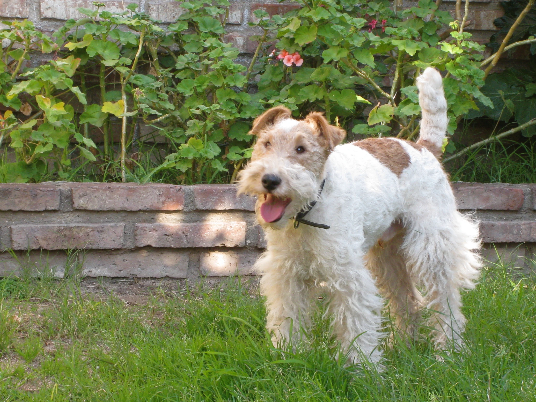 a dog standing on top of a lush green grass covered field