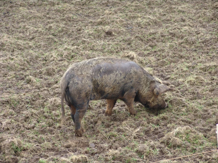 a dead boar in the grass looking for food