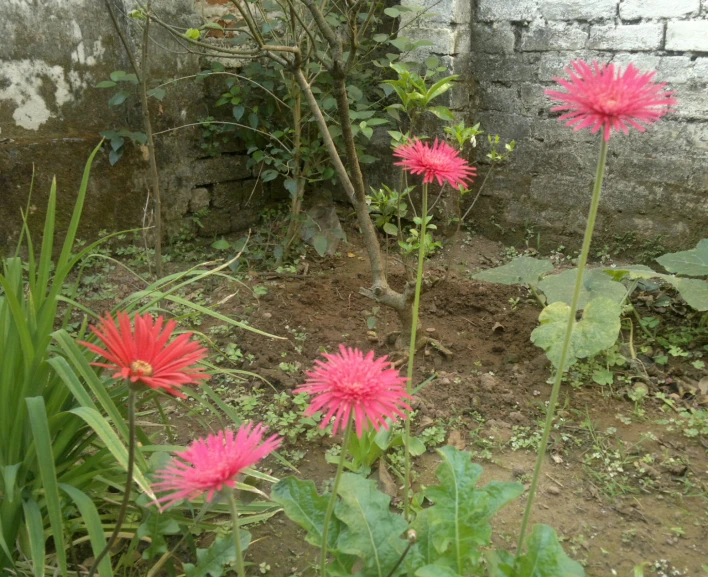 pink flowers in an urban back yard area