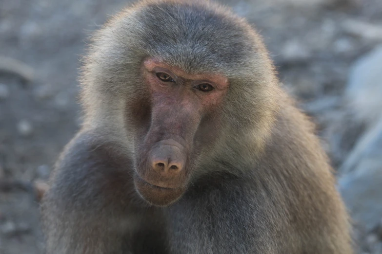 a close up view of a baboon's face and neck