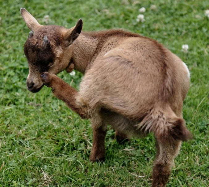 baby goat standing in the grass looking back