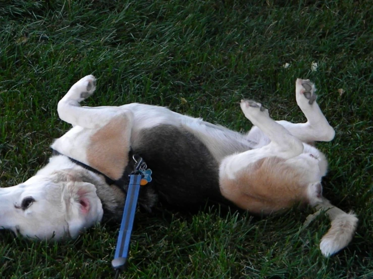 a dog is laying on its back with his paw tucked up against a leash