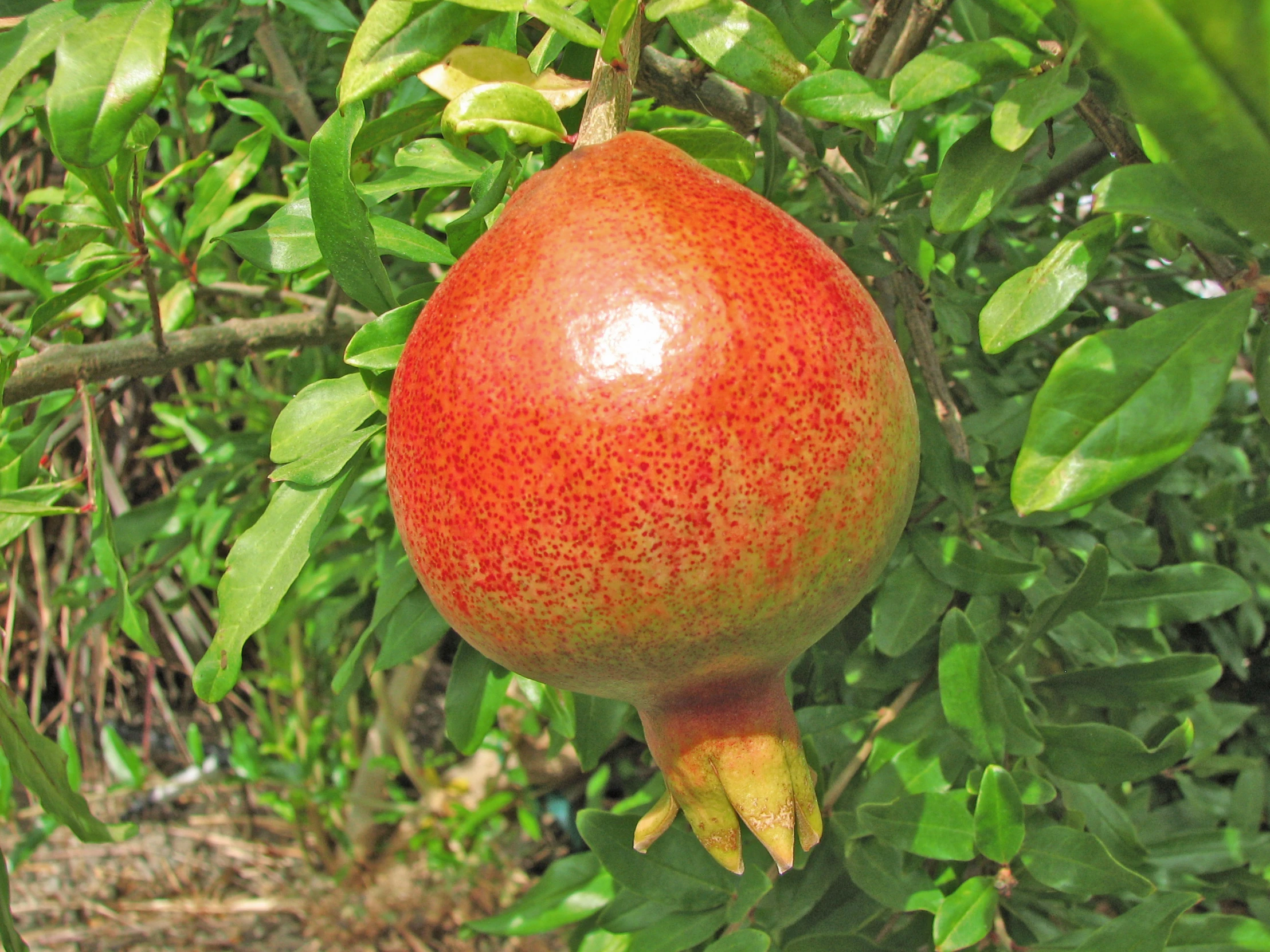a red fruit hangs from a tree with leaves