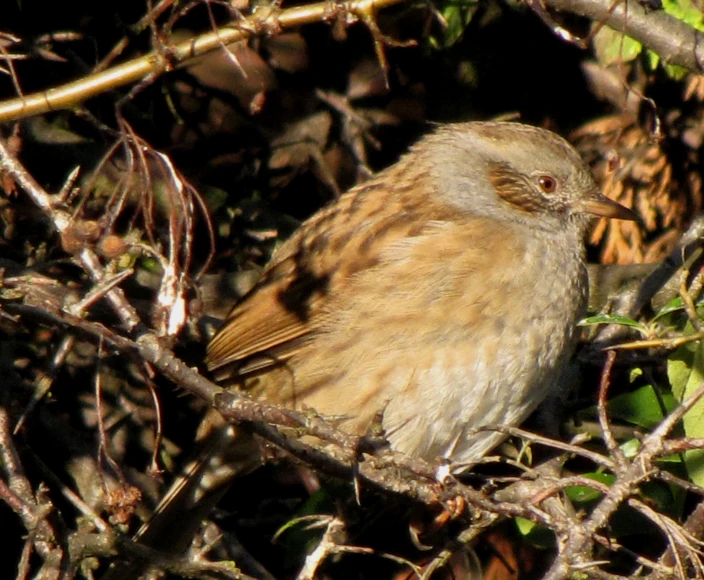 a bird with brown feathers is on the nches