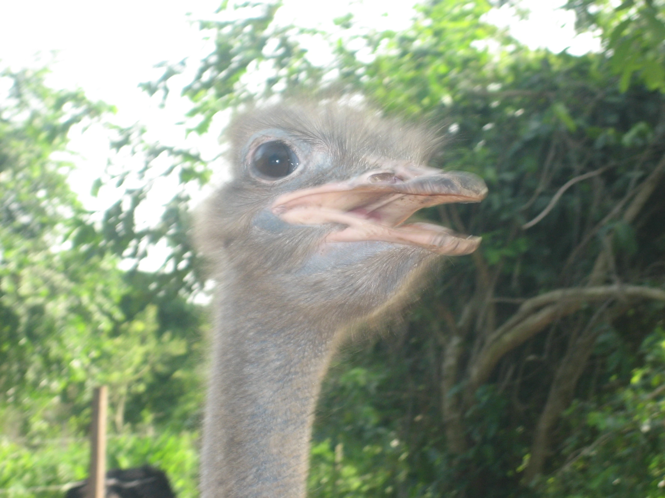 an ostrich is standing by the trees outside