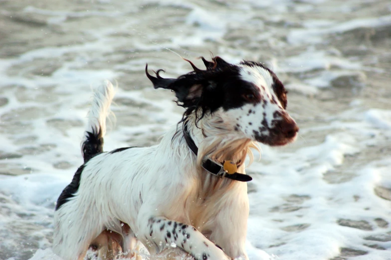 a wet dog running through the water with his head up