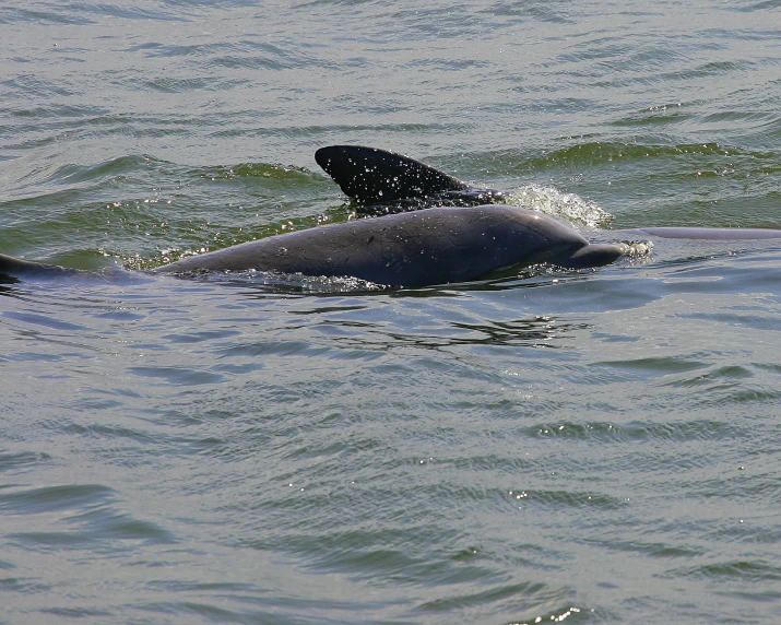 a gray animal swimming in a body of water