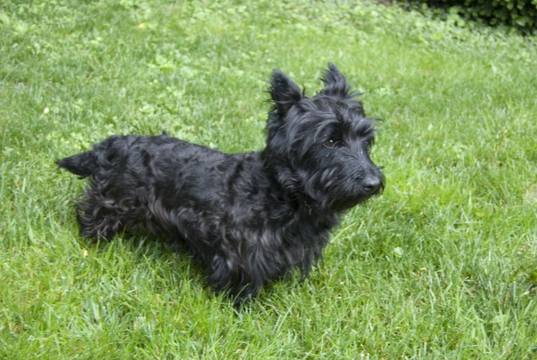 a dog that is laying down in the grass