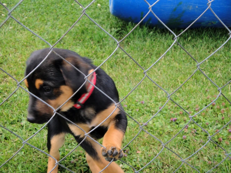 a puppy in front of a chain link fence on grass