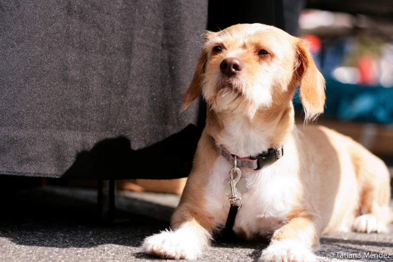 a small dog lying on the ground looking up