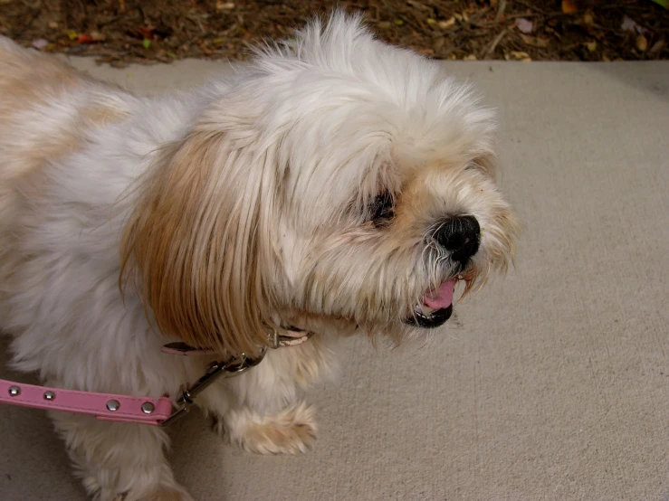 a little white dog that is on the ground