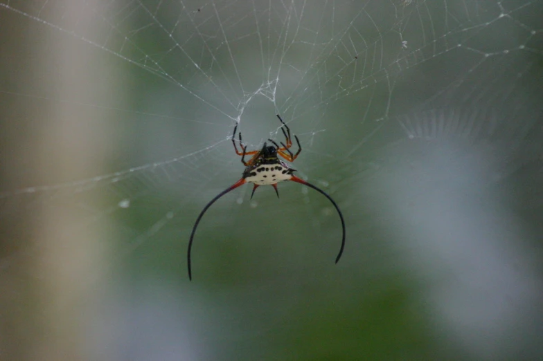 a spider is weaving on its web in the center of a net