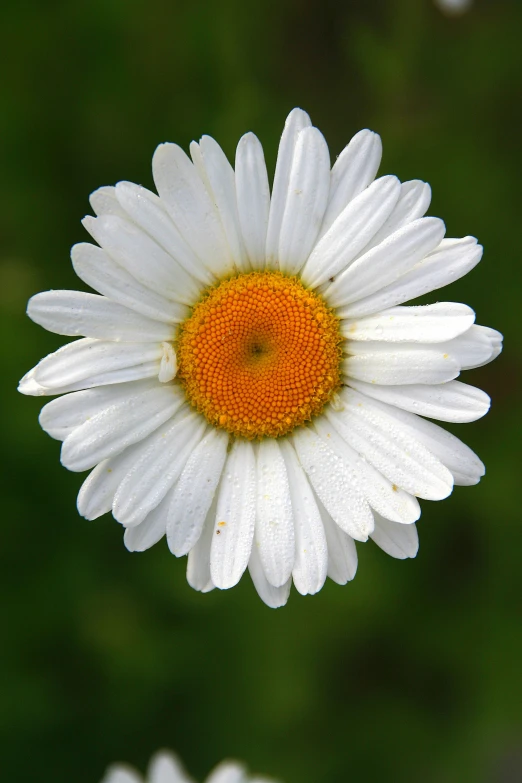 a close up of a white daisy with yellow center