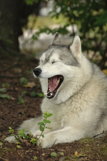 an image of a dog laughing and playing outside