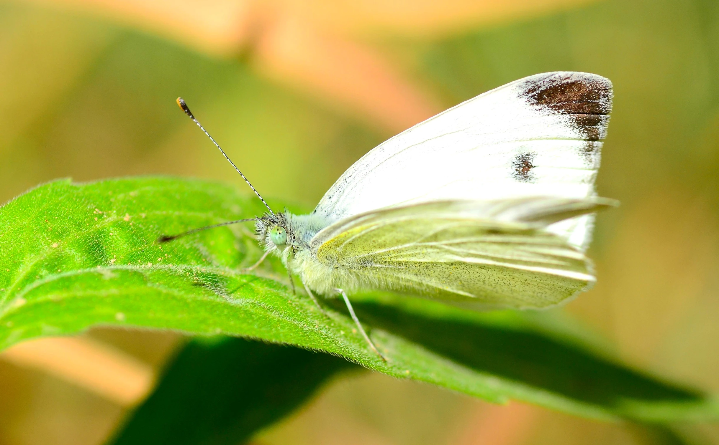 a small white erfly sitting on top of a leaf