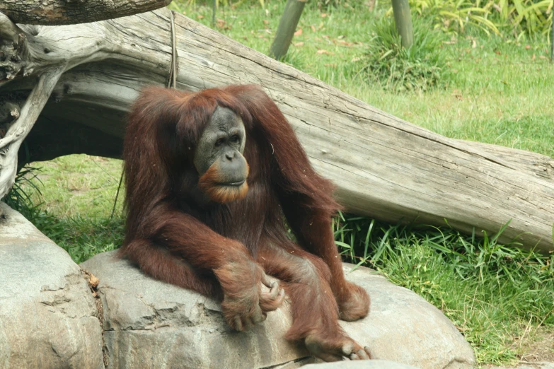 the monkey is sitting on top of a rock