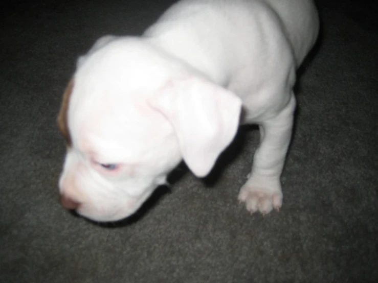 white puppy walking on carpet with his head down