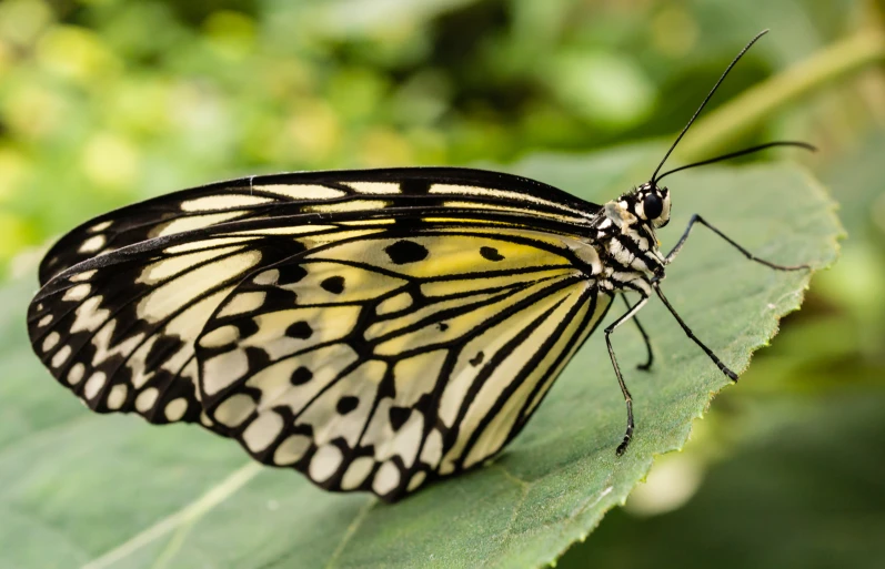 a erfly sitting on top of a green leaf