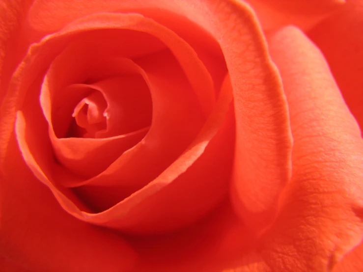 a rose is seen close up on an orange background