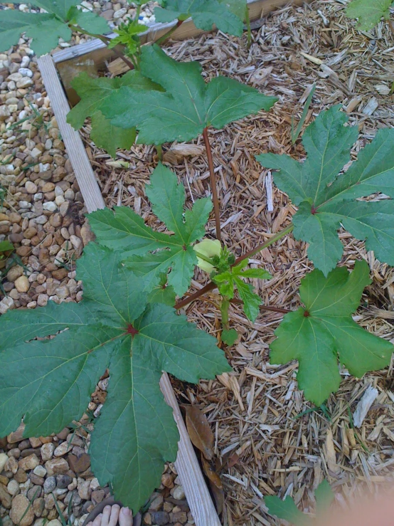 a young green plant with leaves, in a flower box