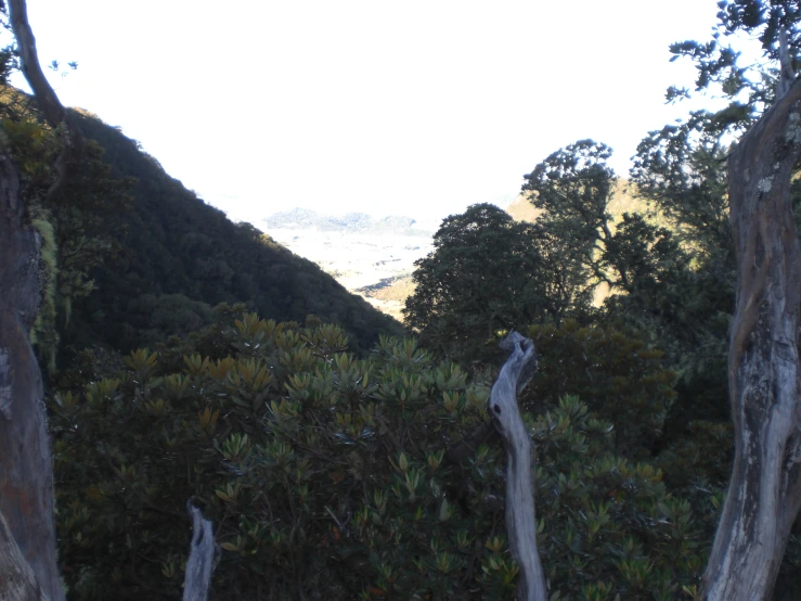 a group of wooden trees with different nches