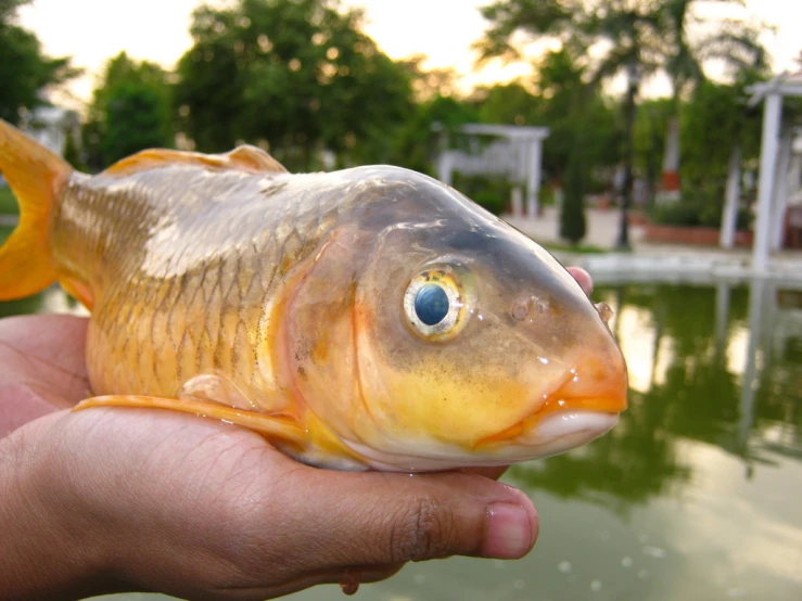 someone holds a small orange fish over the water